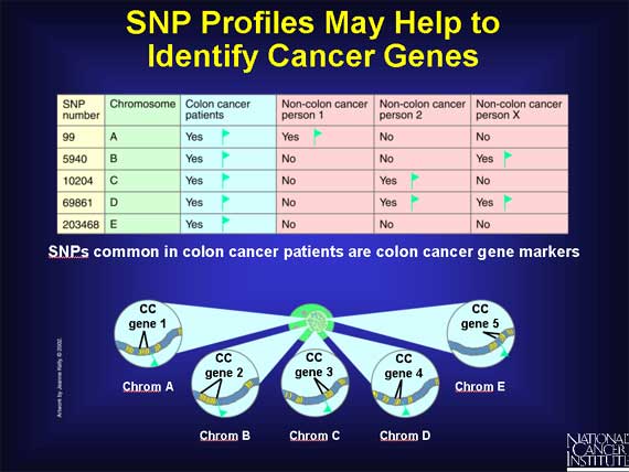 SNP helps identify cancer genes